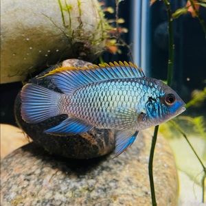 Meet your Posher, Nathan